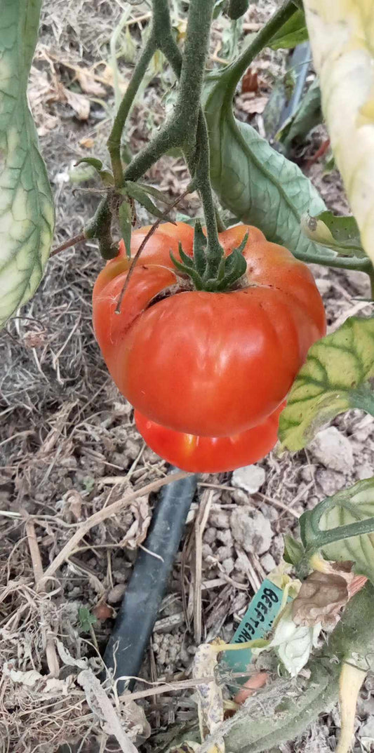 Tomate African Beefsteack