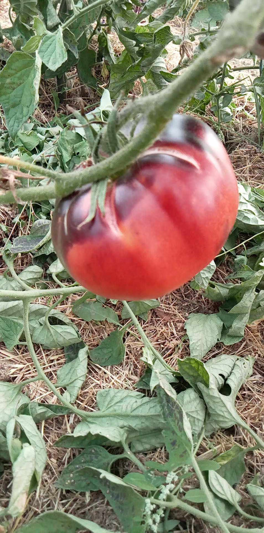 Tomate Amethyst Heart