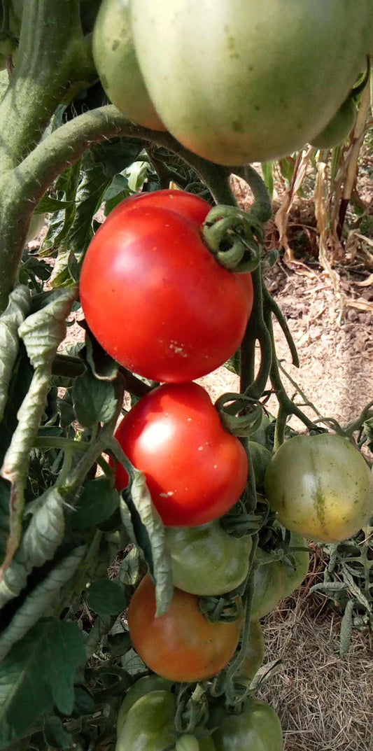 Tomate Belle Angevine