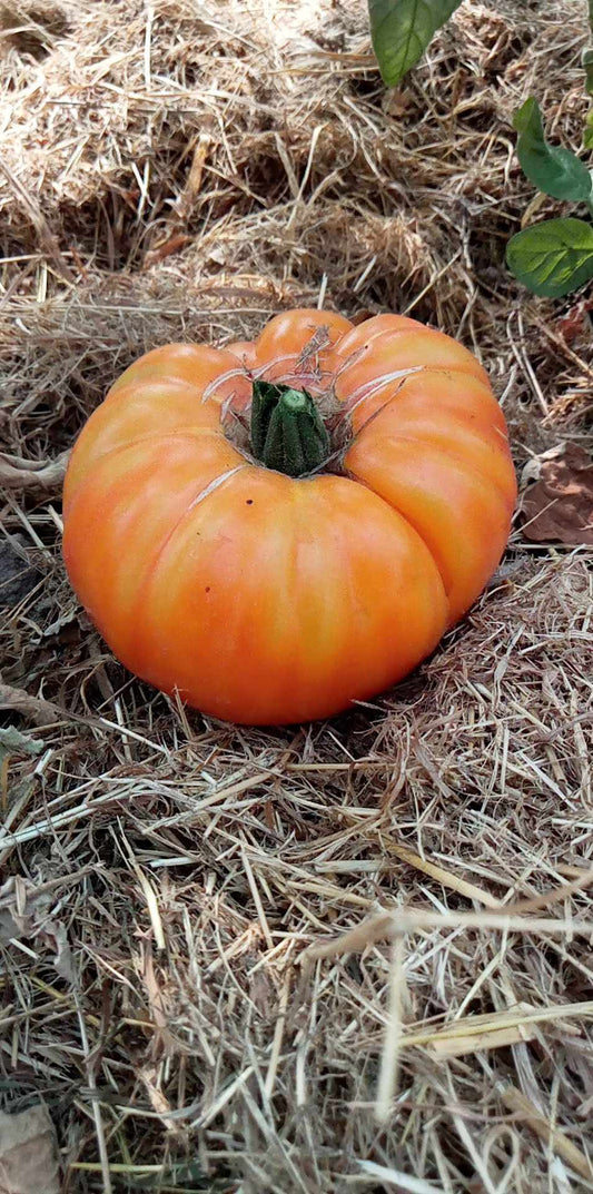 Tomate Big Rainbow