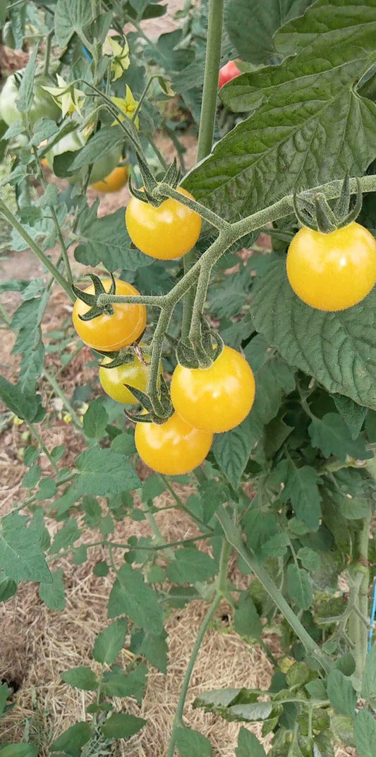 Tomate Cerise Italian Ice