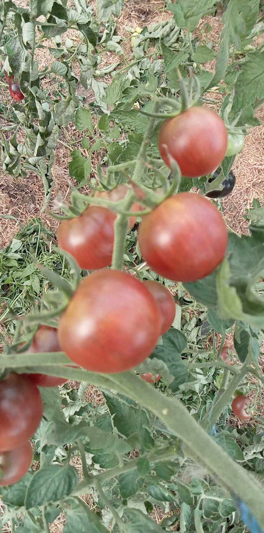 Tomate Cerise Noire De Layon