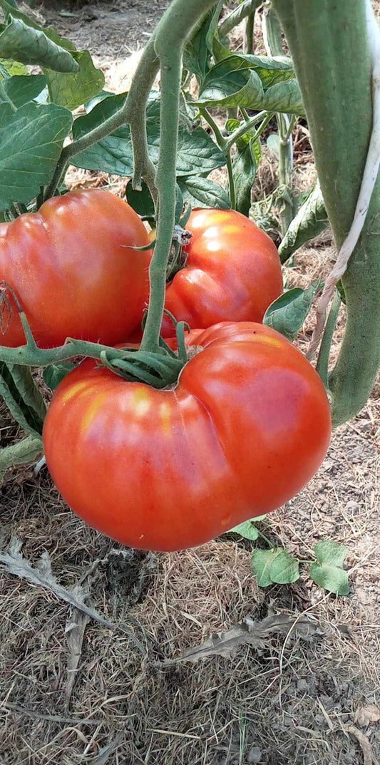 Tomate Château De Chartres