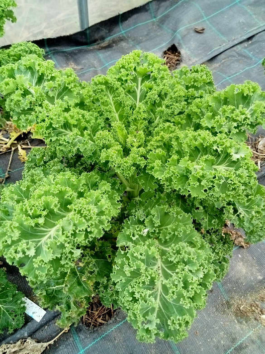 Chou frisé Kale vert demi-nain