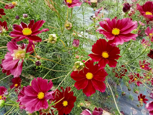 Cosmos Pourpre Rubenza