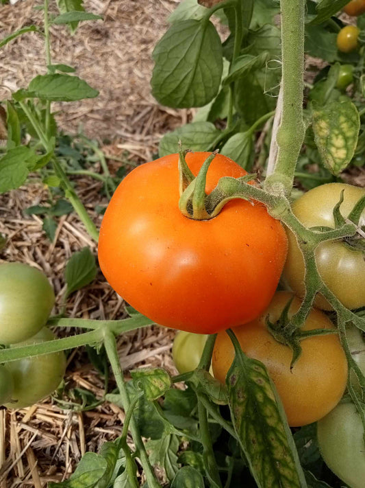 Tomate Délice D'Or