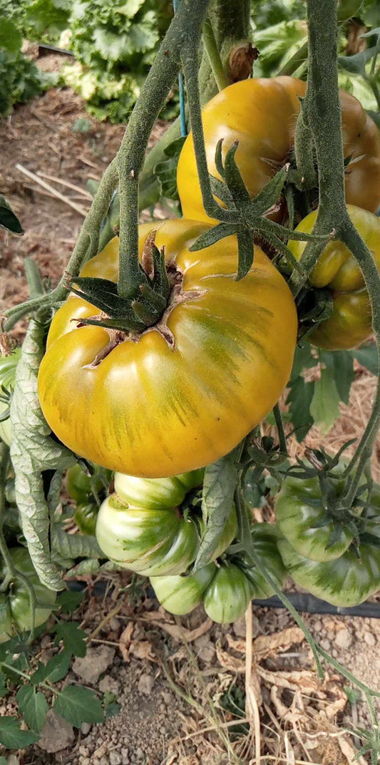 Tomate Del Nepio Verde