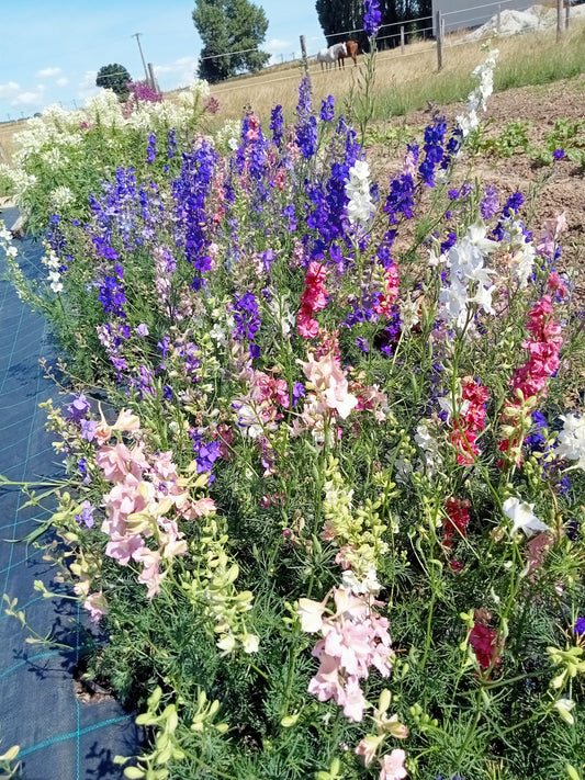 Delphinium varié