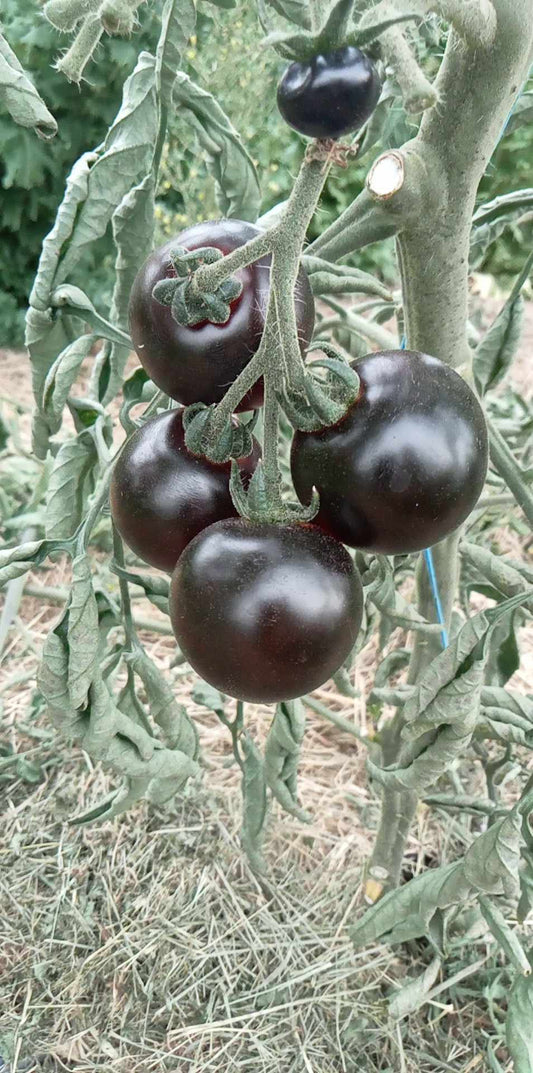 Tomate Cerise Fahrenheit Blue