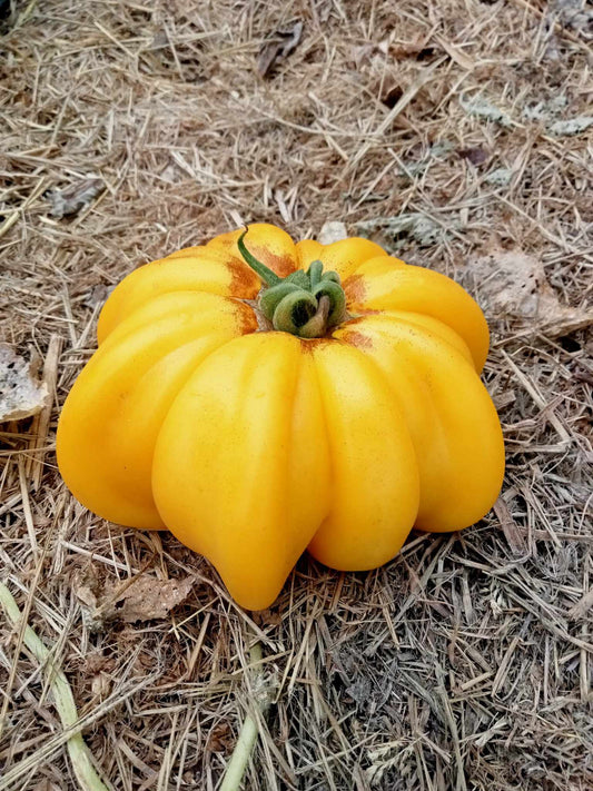 Tomate Florentine Beauty