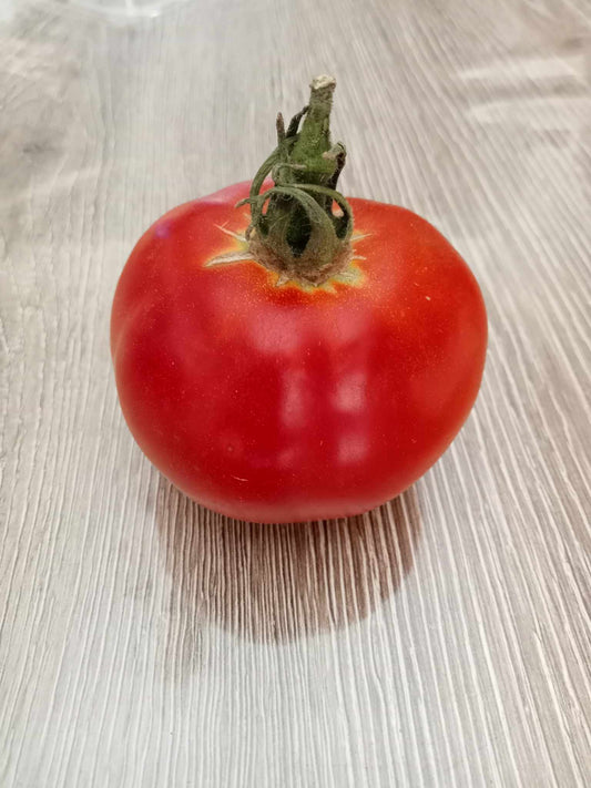 Tomate Frontenac