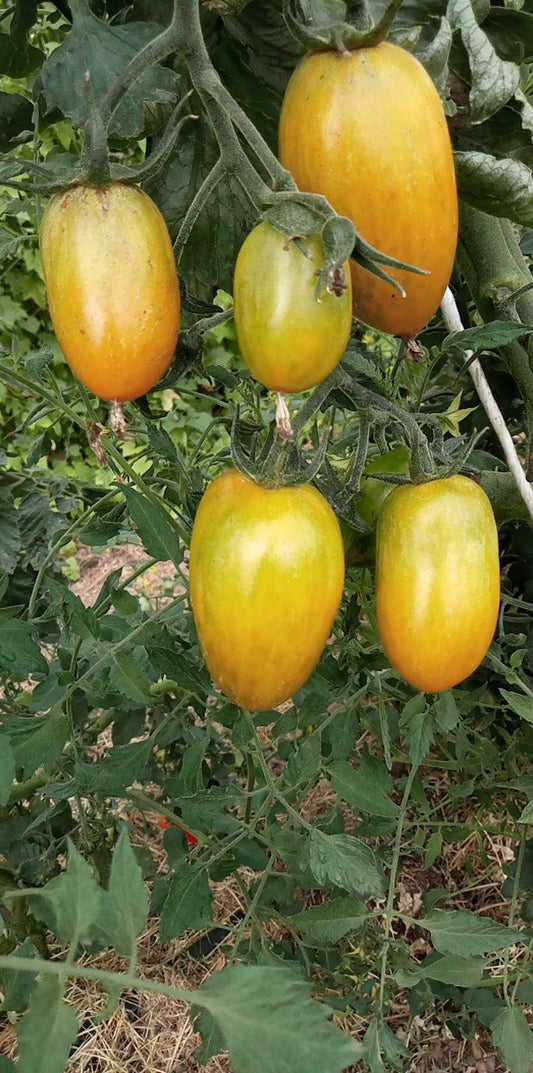 Tomate Green Tiger