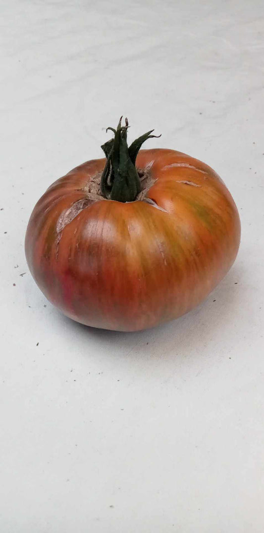 Tomate Kozula 36