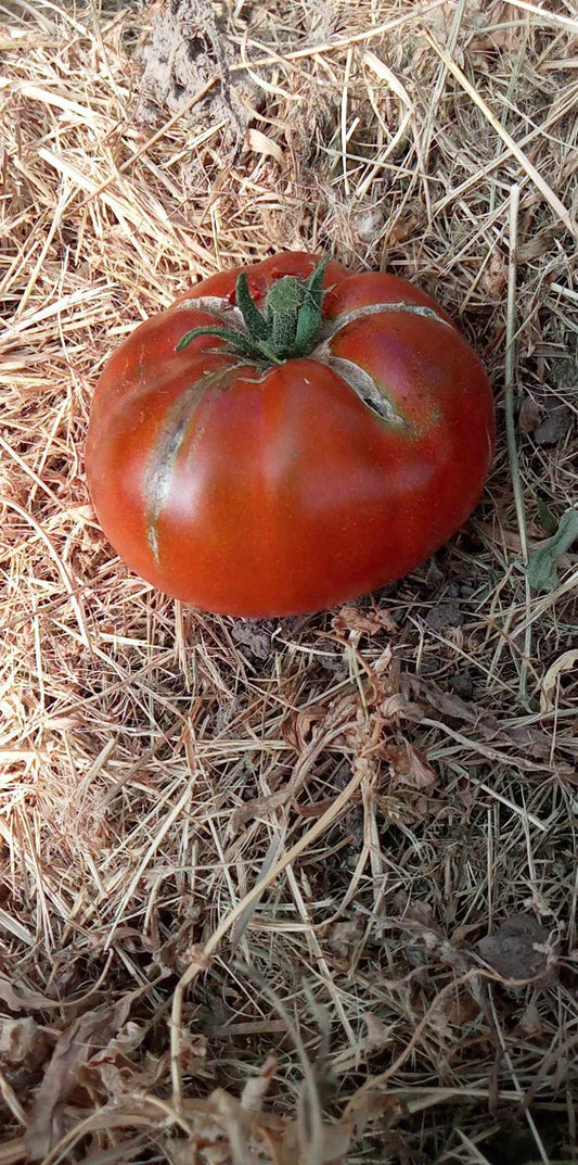 Tomate Maralinga