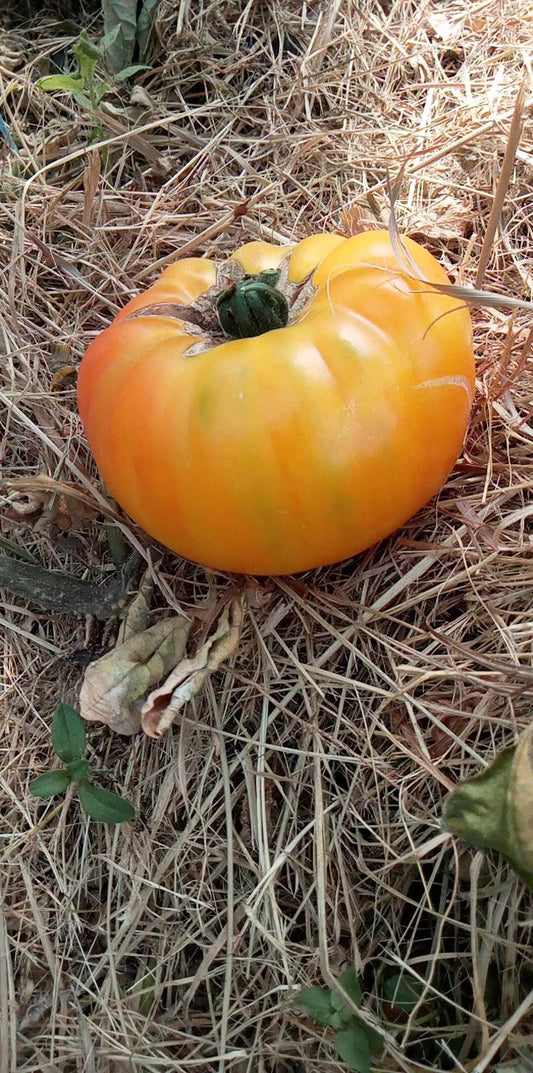 Tomate Marbrée de la Drende