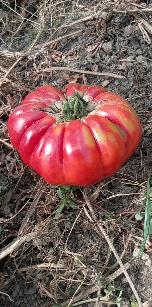 Tomate Mémé de Beauce