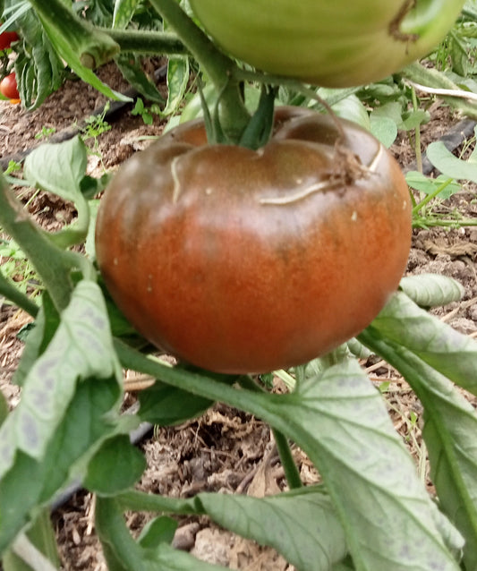 Tomate Noire de Crimée