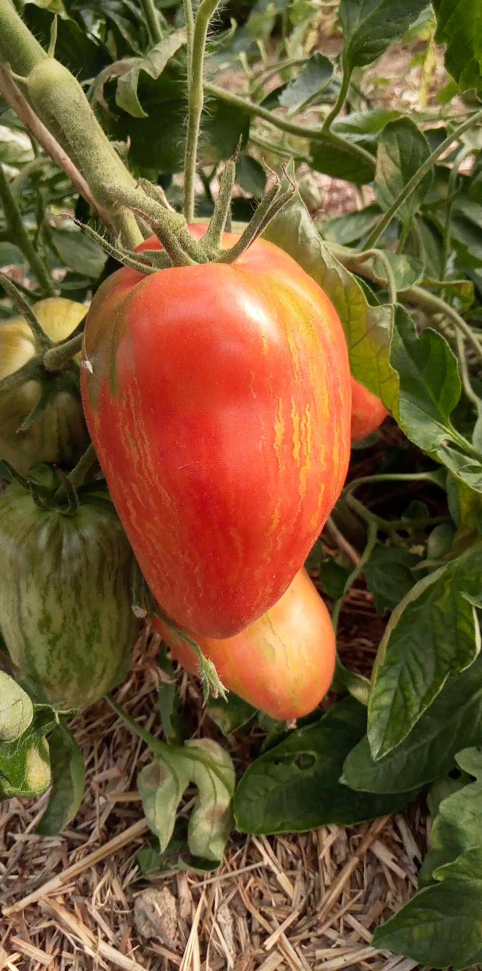 Tomate Pink Star