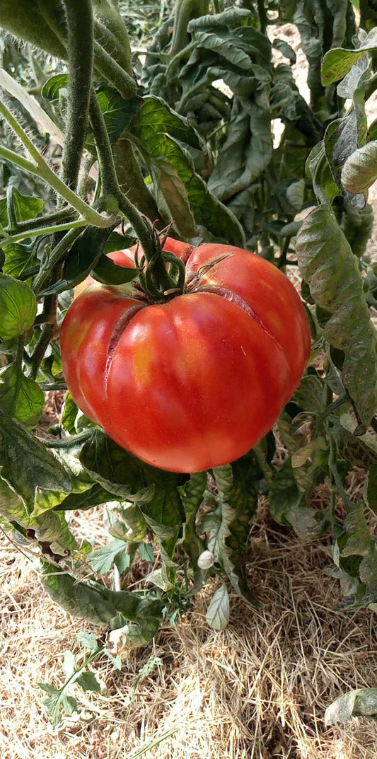 Tomate Provenzano