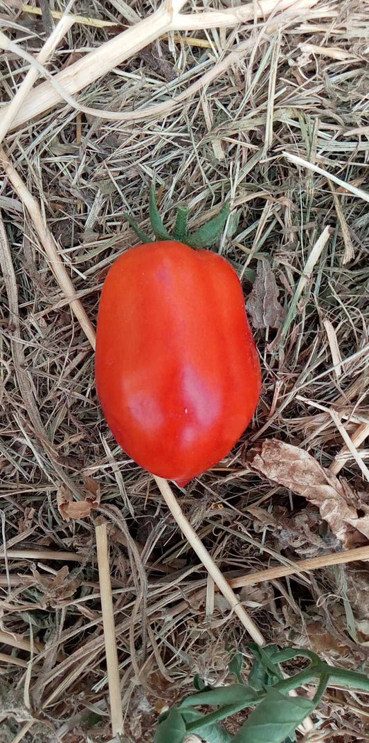 Tomate Roi  Humbert