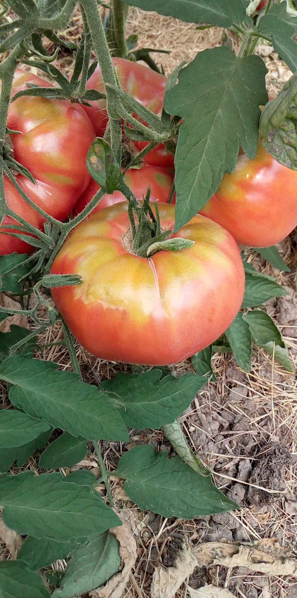 Tomate Rosa D'Algarve