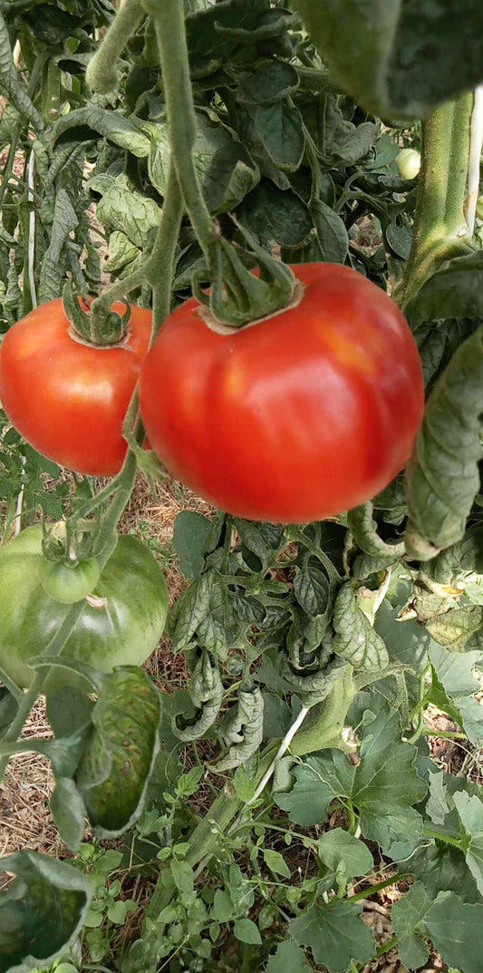 Tomate Royal des Guimeaux