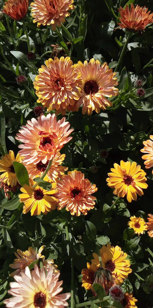 Calendula Flashback Mix