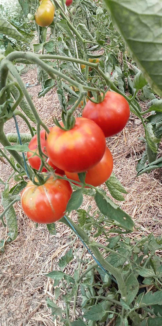 Tomate Stolypin