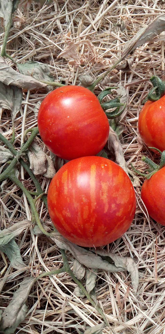 Tomate Tigerella