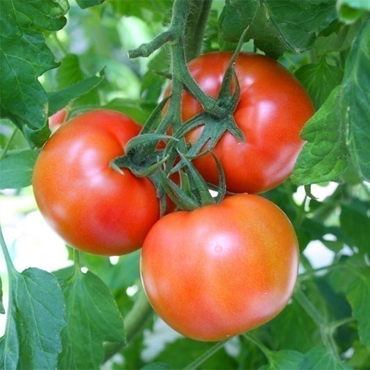 Tomate Vidimo Nevidimo