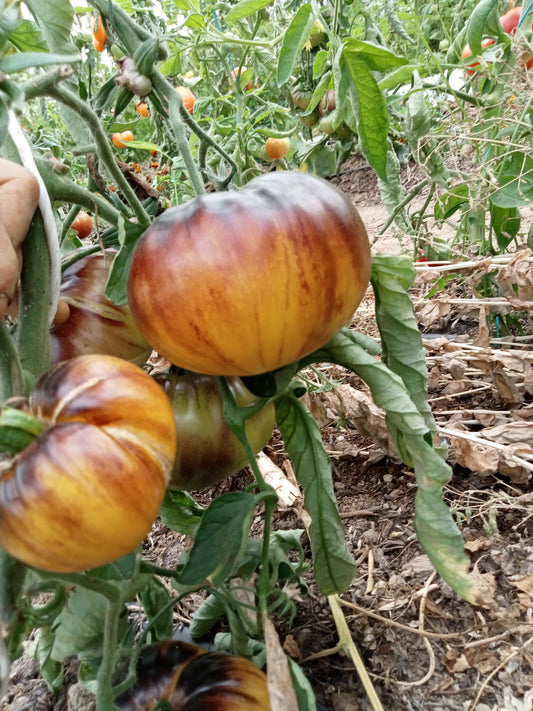 Tomate Wolverine