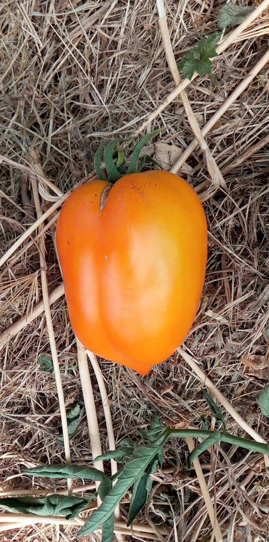 Tomate Poivron Jaune