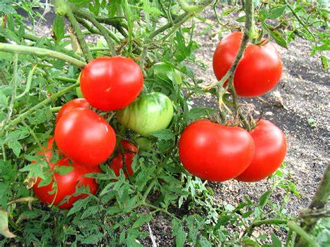 Tomate Silver Tree