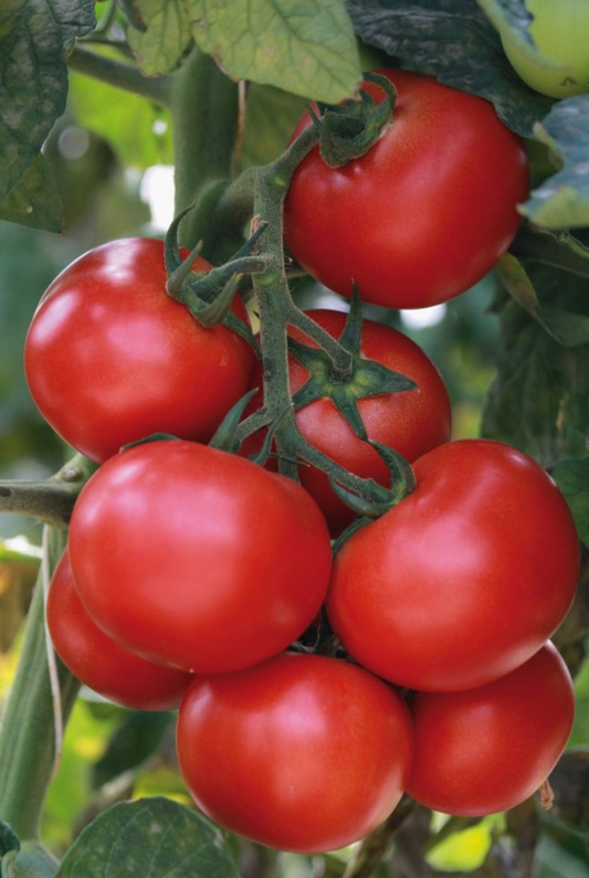 Tomate Grappe