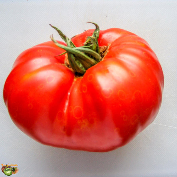 Tomate Couille de taureau – GRAINES DE FLANDRE