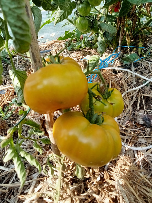 Tomate Evergreen