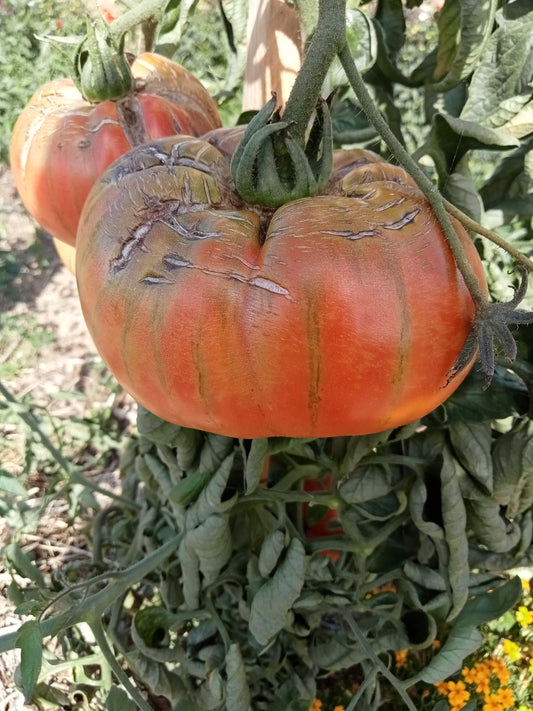 Tomate Géante d'Orembourg