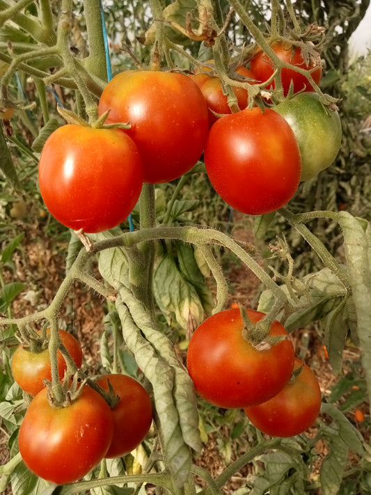 Tomate Glacier