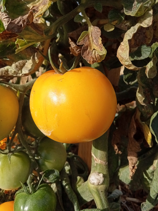 Tomate Golden Jubilée