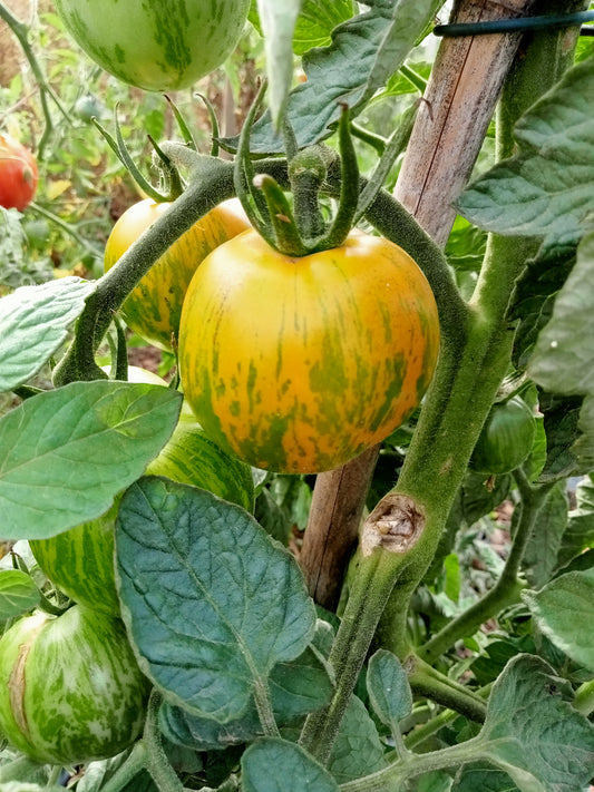 Tomate Green zebra