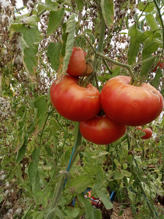 Tomate Gregory Altaï