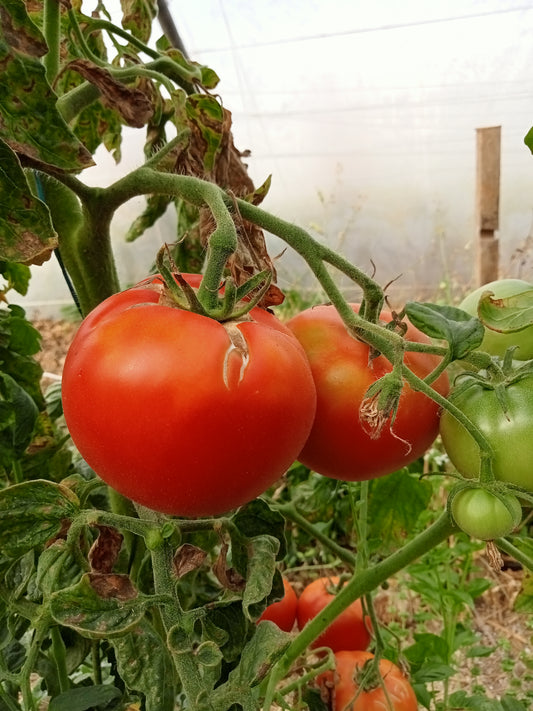 Tomate Ikarus