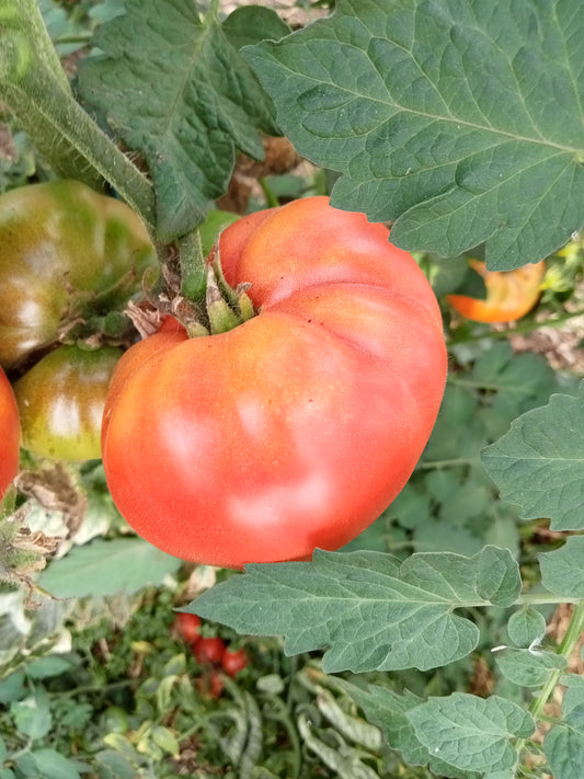 Tomate Ingegnoli Gigante Liscio