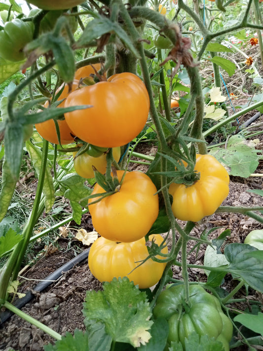 Tomate Jaune St Vincent