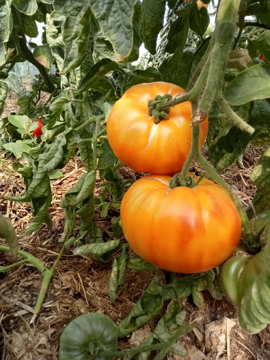 (Solanum lycopersicum)  Origine Française (Rhône-69), très belle alternative à la tomate ananas ! Variété donnant de gros fruits côtelés, légèrement aplatis, orangés, voilés de rose aussi bien sur l’épiderme que dans la chair. Chair charnue et juteuse, sans acidité, sucrée. Excellente saveur. Moins tardive que la tomate Ananas, c’est une bonne alternative pour les régions à saison courte. Croissance indéterminée. Mi-saison.  Couleur : Orange Calibre : Gros