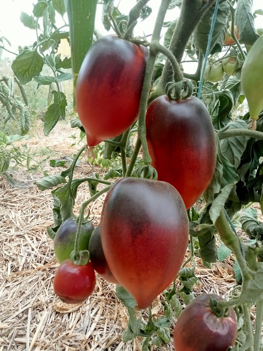 Tomate Pascal de Picardie