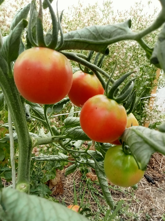 Tomate Pêche rose