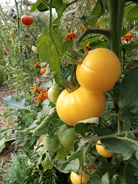 Tomate Pêche jaune