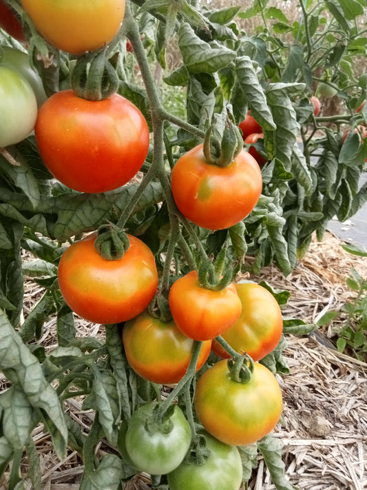 Tomate Petit ananas