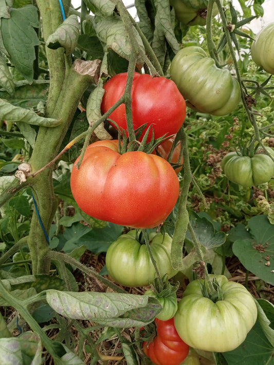 Tomate Ponderosa